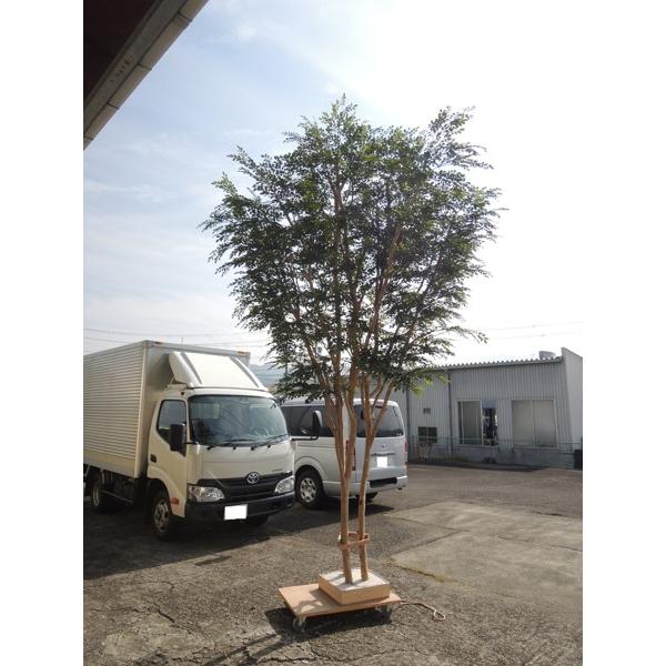 ^TCY V}glR ̖ 400cm 3{( CeA    tFCNO[  lHϗtA)