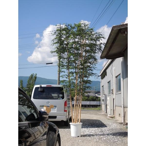 V}glR 400cm 5{ (^TCY lHϗtACeA    tFCNO[ )