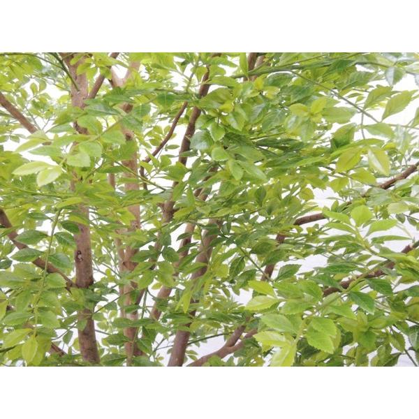 ⭐︎値下げ⭐︎シマトネリコ３m80cmくらい シマトネリコ 大型サイズ 幅広めの木 植栽付き 高さ300cm (大きい 造花
