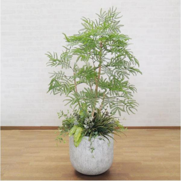 エバーフレッシュ 夜は眠るねむの木 観葉植物 120cm