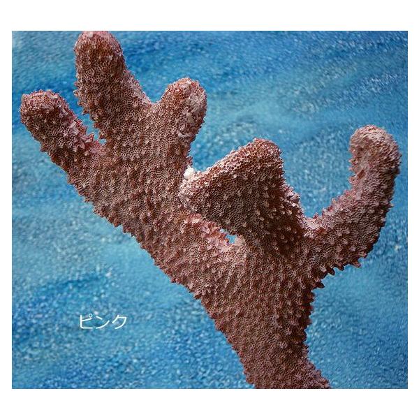 コーラルサンゴ ピンク 25cm 珊瑚 フェイク 食品サンプル 食品模型 Buyee Buyee Japanese Proxy Service Buy From Japan Bot Online