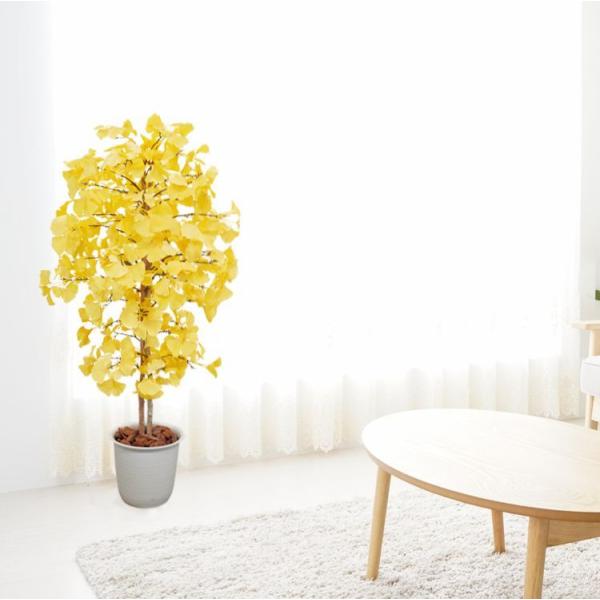 C`E c[ 150cm ( lHϗtA gt F CG[ a  Mi K[fjO  뉀 ؒ CeA)