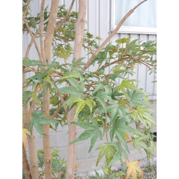 大型サイズ 紅葉立ち木 高さ300cm(モミジ 緑 人工観葉植物 造花 樹木 