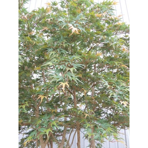 大型サイズ 紅葉立ち木 高さ300cm(モミジ 緑 人工観葉植物 造花 樹木 