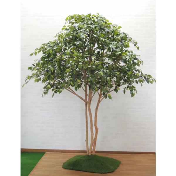 大型サイズ 三角形 ナチュラルな ベンジャミン 立ち木 高 さ250cm 植栽