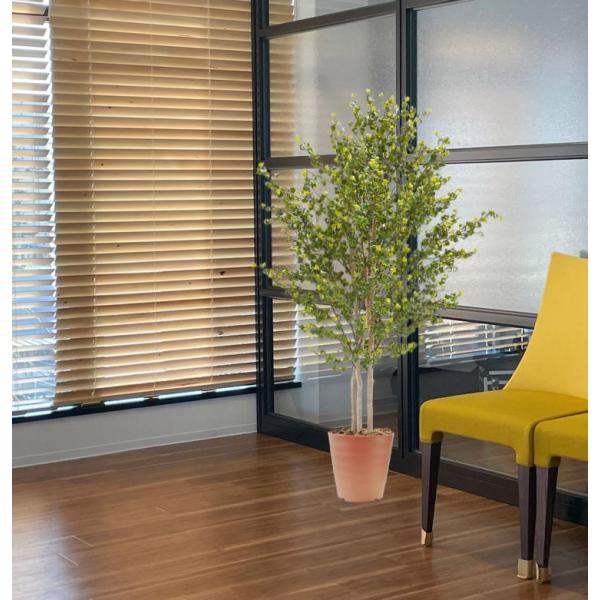 xW~obN 150cm (ԃtBJX CeA   lH ϗtA  fBXvC 蕨 tFCN O[ vc)