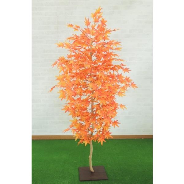 ~Wc[ 150cm (gt CeA Ԏ lHϗtA 1.5m)