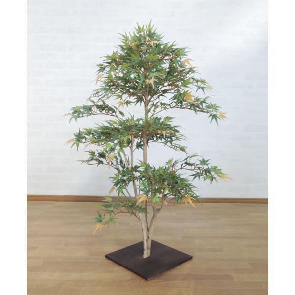 その他観葉植物 Momiji その他観葉植物 Momiji もみじ(モミジ) 観葉植物」の人気商品