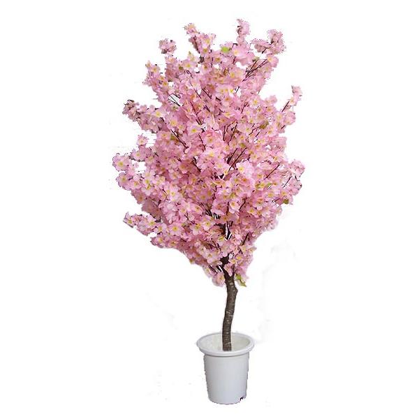 観葉植物 桜 鉢植えの人気商品 通販 価格比較 価格 Com