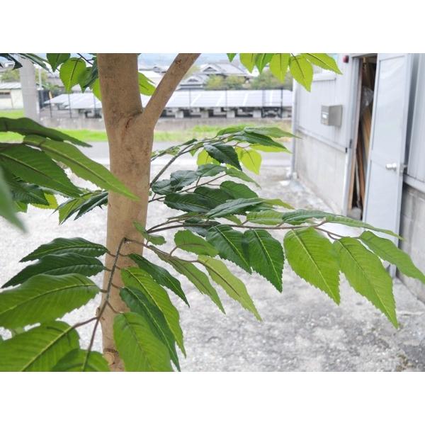 大型サイズ 自然な形 けやきの木 高さ360cm 鉢付き 造花 人工観葉植物 インテリア 樹木 造木 植栽 室内 装飾 欅 ケヤキ Am96 3600x1800 造花観葉植物専門店ビワールデコ 通販 Yahoo ショッピング