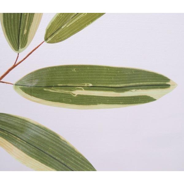 熊笹　エディブルフラワー　飾り葉 熊笹 クマザサ エディブルフラワー 飾り葉