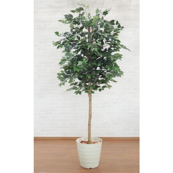 210cmEhtBJXc[ (tFCNO[ Ԏ lHϗtA ^ CeA Xܑ  2.1m)