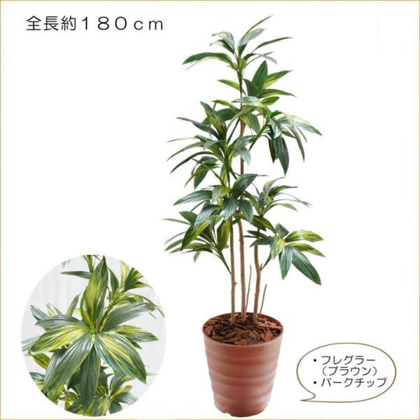 hZi 180cm (RfBl tFCN  O[  lHϗtA 傫 1.8m CeA   ^ O[ fBXvC 蕨 vc)