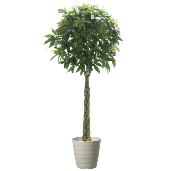 pL (ϗtA A  CeA O[ tFCN    A 2.4m 240cm)