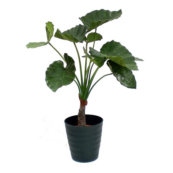クワズイモ 90cm (人工観葉植物 造花 インテリア グリーン おしゃれ 室内 小型 装飾 鉢植え ) KK275KI造花観葉植物専門