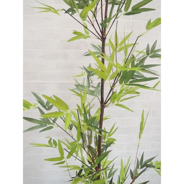 黒竹 竹　バンブー　観葉植物　高さ約210cm 手渡し希望！ ドラセナ ミリオンバンブー（幸運の竹） 8号 | 観葉植物 - Hitohana