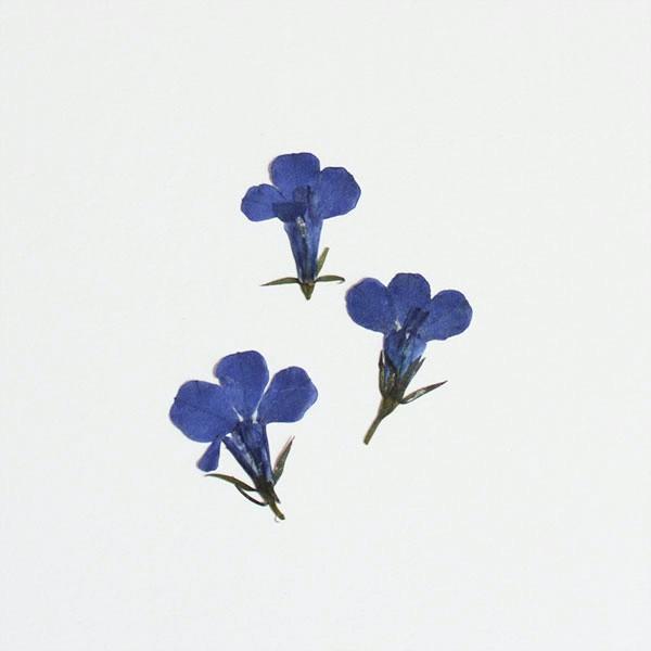 押し花 ロベリア ブルー 12輪入 レジン 樹脂 ハーバリウム Uvレジン 花 ドライフラワー ハンドメイド アクセサリー Buyee Buyee Japanese Proxy Service Buy From Japan Bot Online