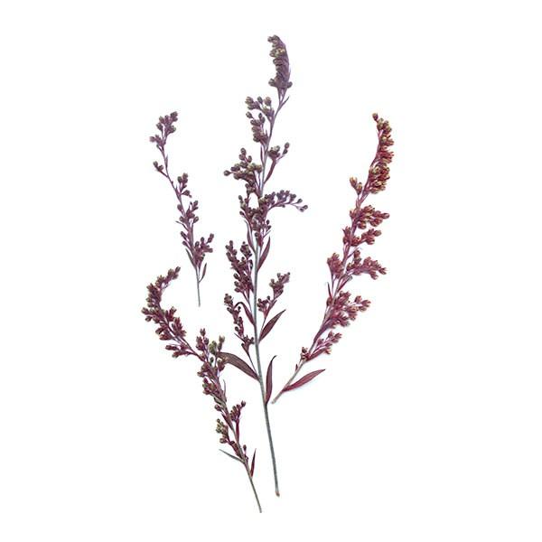 押し花 ソリダコ レッド 8 10本入 レジン 樹脂 ハーバリウム Uvレジン 花 ドライフラワー ハンドメイド アクセサリー プリザーブドフラワー花材アミファ 通販 Yahoo ショッピング