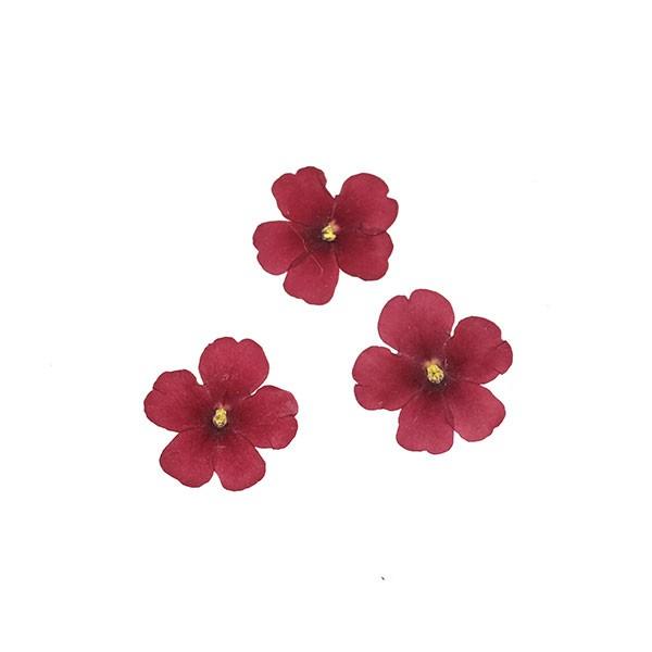 花材 押し花 バーベナ レッド 12輪入 ハンドクラフト レジン 樹脂 Uvレジン 花 ドライフラワー ハンドメイド アクセサリー プリザーブドフラワー花材アミファ 通販 Yahoo ショッピング