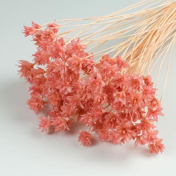 ミニコーンフラワー ピンク ドライフラワー フラワーアレンジメント 花材 花資材 プリザーブドフラワー花材アミファ 通販 Yahoo ショッピング