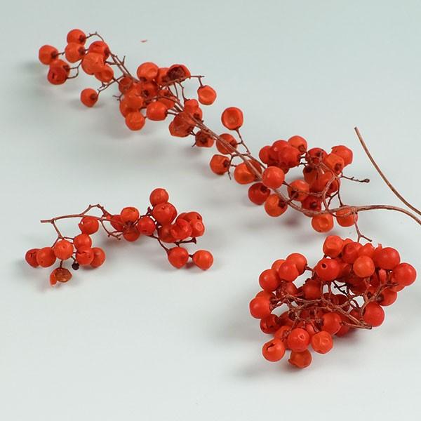 ペッパーベリー プリザーブド レッドドライフラワー フラワーアレンジメント 花材 花資材 実もの プリザーブドフラワー花材アミファ 通販 Yahoo ショッピング