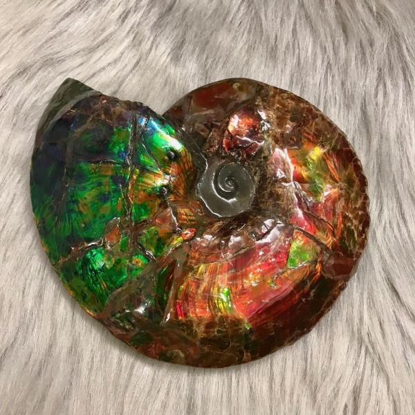 アンモライト超美品 ammolite-museum_10-1148