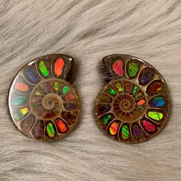 アンモナイト アンモライト加工品 約5cm 一時値下げ ammolite-