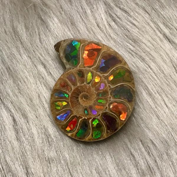 ammolite-museum_ammoniteammolite-6