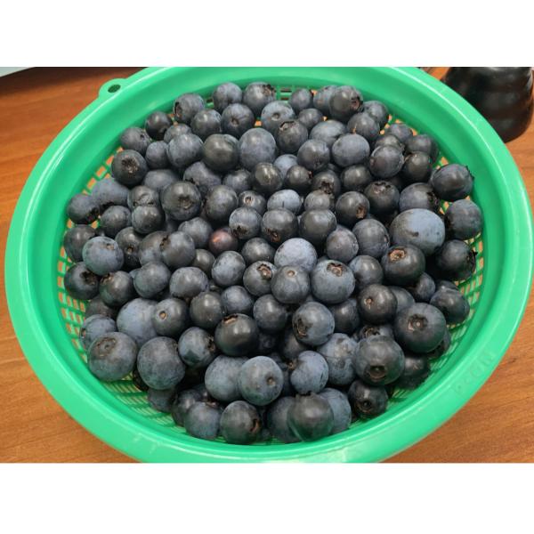 送料無料　国産冷凍ブルーベリー ２kg 　宮崎県産　ブルーベリー　フルーツ　果物　冷凍　食品
