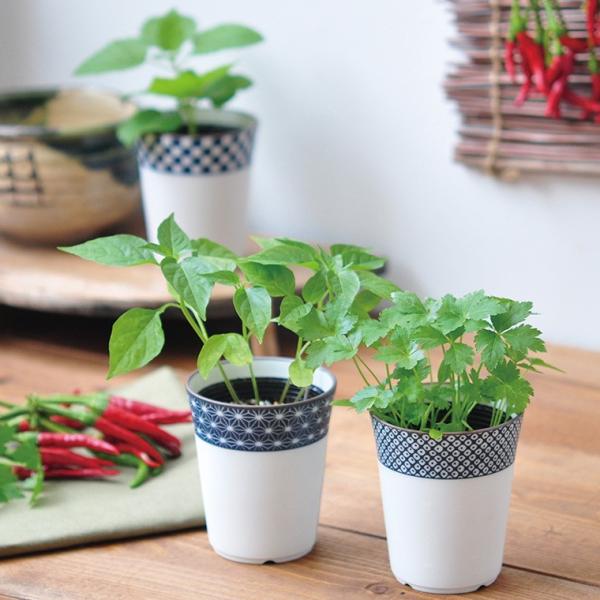 栽培キット 栽培セット 薬味 種 三つ葉 しそ 種 とうがらしの種 ヤクミ 家庭菜園 キッチン 栽培 紫蘇 唐辛子 とうがらし シソ Buyee 日本代购平台 产品购物网站大全 Buyee一站式代购 Bot Online