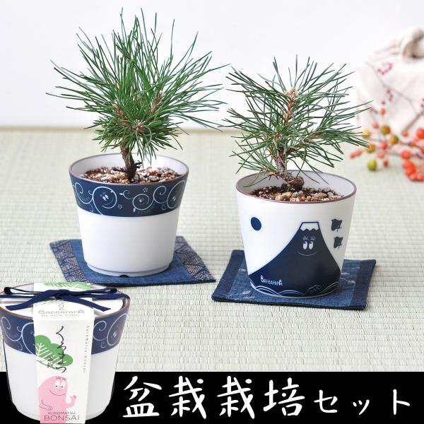 盆栽 黒松 栽培キット 栽培セット 和室 インテリアグリーン おしゃれ かわいい 栽培 父の日 プレゼント バーバパパ染付盆栽栽培セット 富士山 唐草 Buyee Buyee 日本の通販商品 オークションの代理入札 代理購入