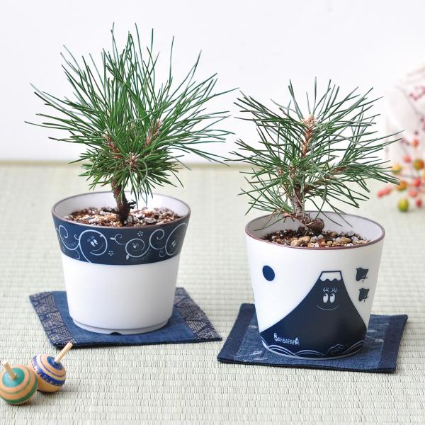盆栽 黒松 栽培キット 栽培セット 和室 インテリアグリーン おしゃれ かわいい 栽培 父の日 プレゼント バーバパパ染付盆栽栽培セット 富士山 唐草 Buyee Buyee 日本の通販商品 オークションの代理入札 代理購入
