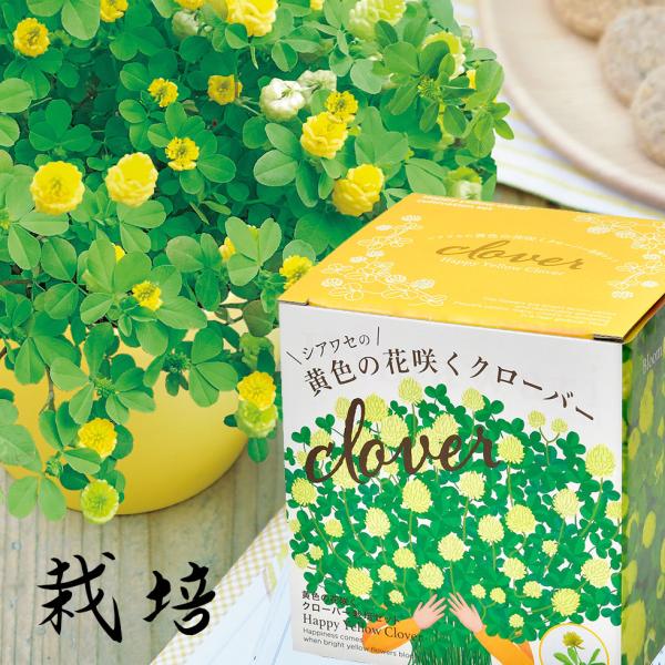 クローバー 栽培キット】黄色の花咲くクローバー 種 栽培キット 栽培