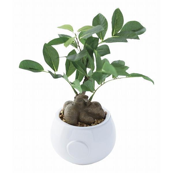 ガジュマル ミニの人気商品 通販 価格比較 価格 Com