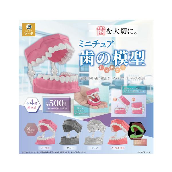 ミニチュア歯の模型 全4種セット コンプ コンプリートセット【2026年12月予約】