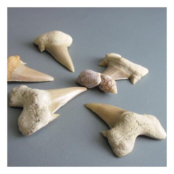 開運 サメの歯の化石 危険から守ってくれるお守り モロッコアオザメの