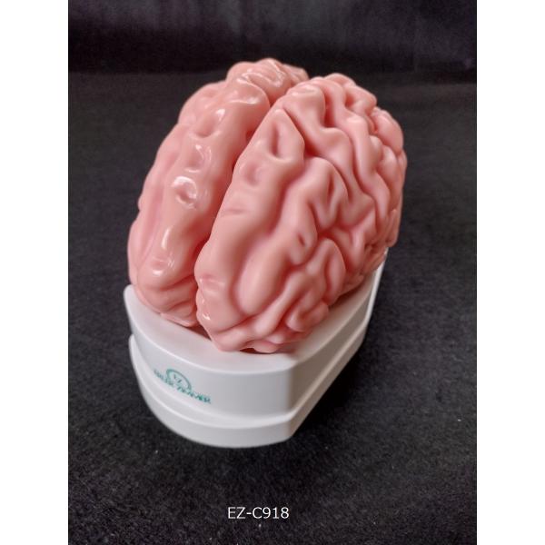 anatomy-model_ez-c918