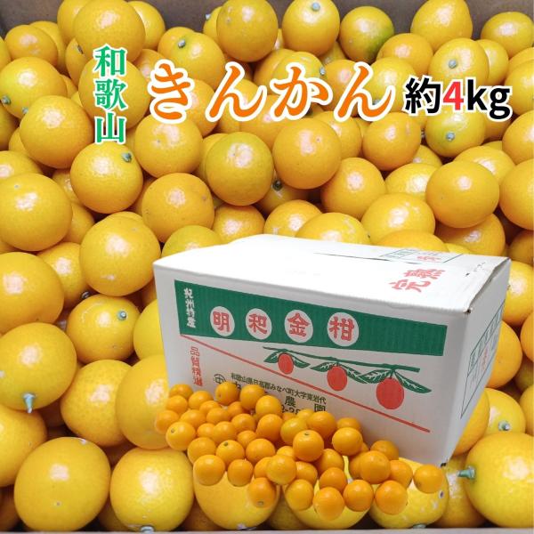 和歌山県 ”明和きんかん” 大きさお任せ 約4kg 紀南特産 フルーツ 和歌山県 ”明和きんかん” 大きさお任せ 約4kg 紀南特産 フルーツ