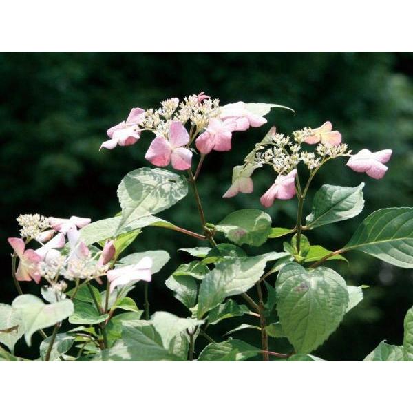 アジサイ 紫陽花 アマチャ 甘茶 茶庭 植木 庭木 苗木 落葉低木 N0027 Otk アンドハウス Yahoo 店 通販 Yahoo ショッピング