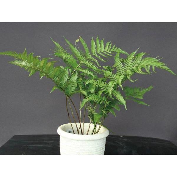 シダ ベニシダ 紅羊歯 寄せ植え ロックガーデン 植木 庭木 苗木 常緑性 N0226 Otk アンドハウス Yahoo 店 通販 Yahoo ショッピング