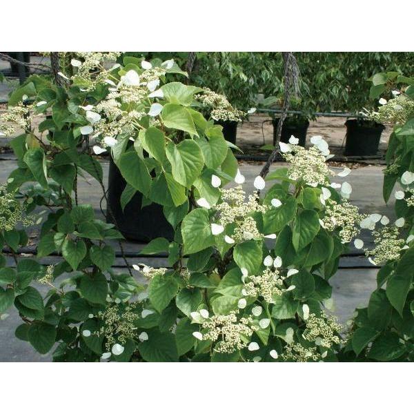 緑のカーテン ツル性植物 イワガラミ 岩絡み ムーンライト 大株 ブロック 石垣 落葉つる性木本 N0262 Otk アンドハウス Yahoo 店 通販 Yahoo ショッピング