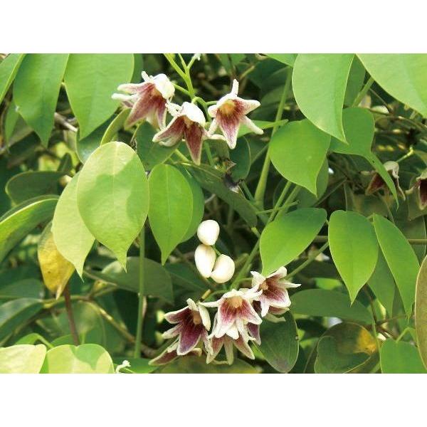 緑のカーテン ツル性植物 ムベ 郁子 野木瓜 大株 香りよし 食用可 果実 常緑つる性木本 N0264 Otk アンドハウス Yahoo 店 通販 Yahoo ショッピング