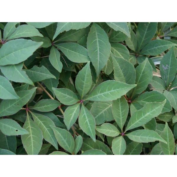 緑のカーテン ツル性植物 ナツヅタ ヘンリーヅタ 紅葉 落葉つる性低木 落葉樹 Www Studioadventure Com