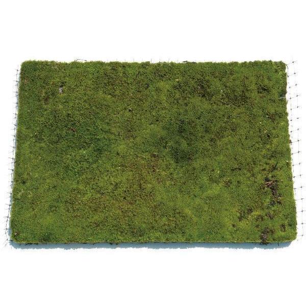 日陰で育つ白緑色苔。空気中の水分のみで生育します。清楚な表情で庭を彩ります。■植物カテゴリー： マット施工しやすい形になった機能的なグランドカバーです。苔を敷き詰めた”緑の絨毯”。少しあしらうだけで和の雰囲気を醸し出します。ヤシマットはベラ...