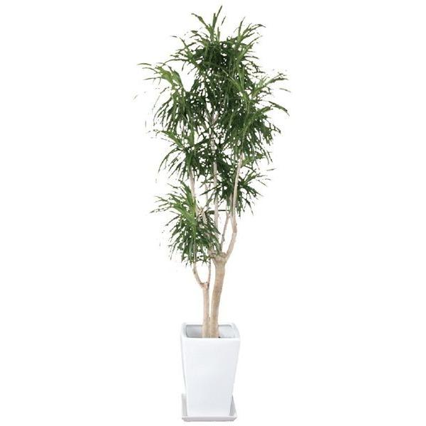 リフレクサ 観葉植物 陶器鉢 プランター 皿付き 1 5 0 6 10号 半日陰 N0397 Otk アンドハウス Yahoo 店 通販 Yahoo ショッピング