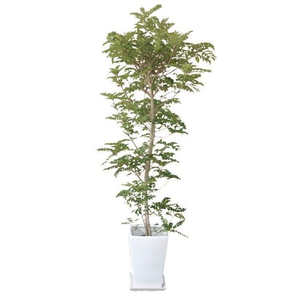 シマトネリコ 観葉植物 陶器鉢 プランター 皿付き 1 7 0 5 10号 日なた N0403 Otk アンドハウス Yahoo 店 通販 Yahoo ショッピング