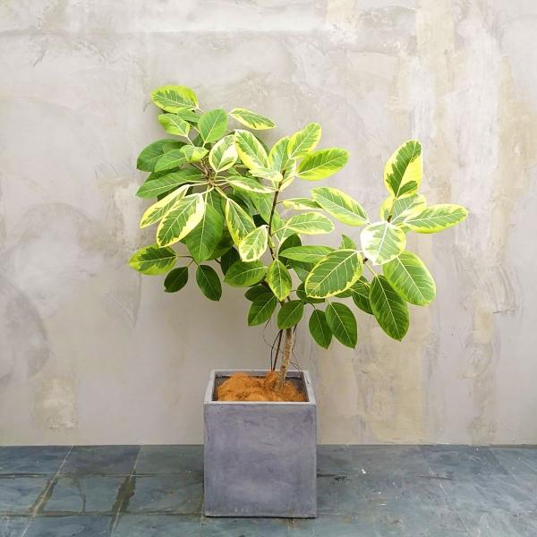 現物】観葉植物 フィカス アルテシマ ※配送近隣限定 3-0028 : and leaf