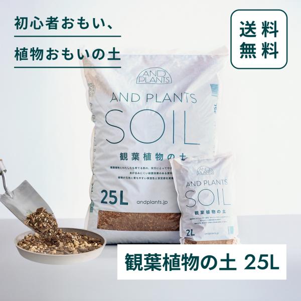 植物の奴隷出品 楽天市場】【ふるさと納税】 ミニ 観葉植物 松びっくり 溶岩土台