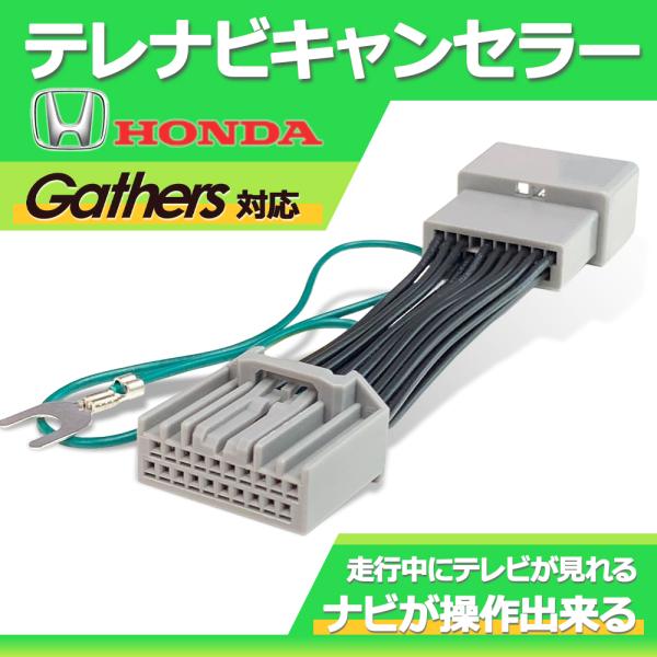 anemone-e-shop_gt25 anemone-e-shop_gt25