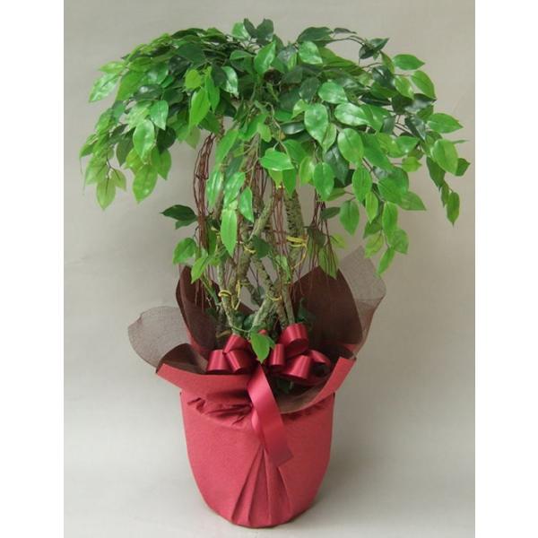 光触媒 造花 観葉植物 中型 ベンジャミン アミ 開店祝 開院祝 開業祝 移転祝 贈答 Buyee Buyee Japanese Proxy Service Buy From Japan Bot Online